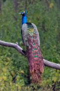 burung-merak 45 senarai